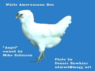 Photo of White Ameraucana Hen