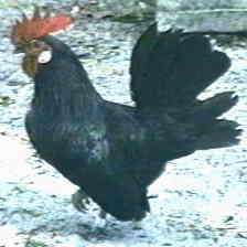 Photo of Black Leghorn Cock