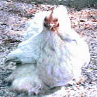 Photo of Blue Splash Cochin Bantam Hen