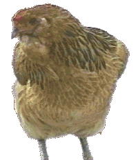 Photo of  Red Ameraucana Hen