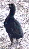 Photo of Black Araucana Chick