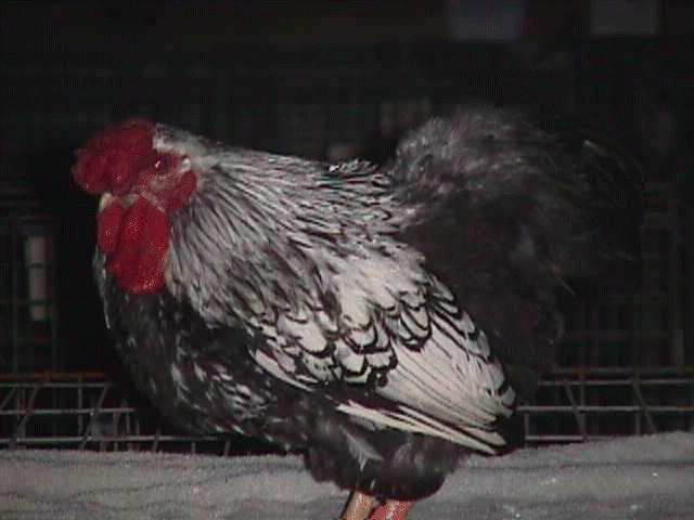 Silver Laced Wyandotte