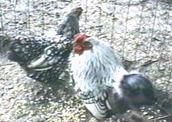 Silver Laced Wyandotte Bantam Pair