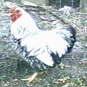Silver Laced Wyandotte Bantam Cock