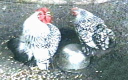 Silver Laced Wyandotte Bantam Pair