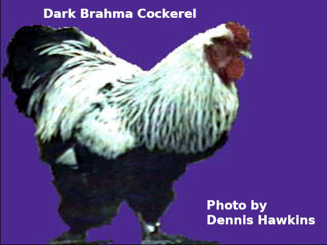 Photo of Dark Brahma Cockerel
