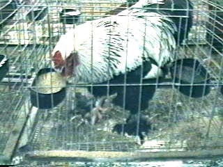 Photo of Dark Brahma Cock