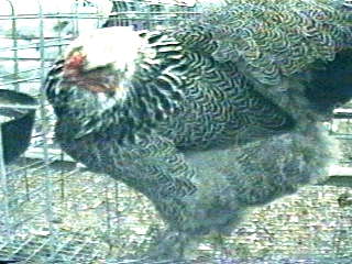 Photo of Dark Brahma Pullet