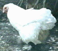 Photo of White Cochin Hen