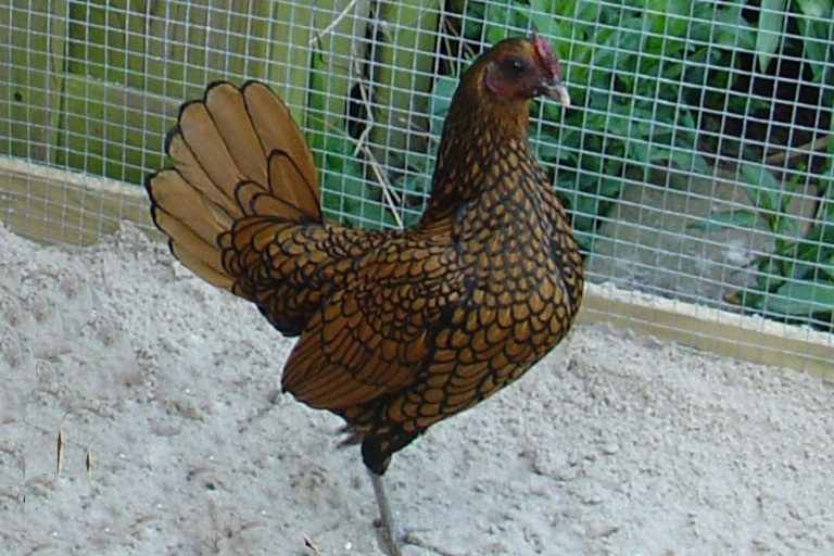 Bantams