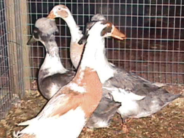 Ducks