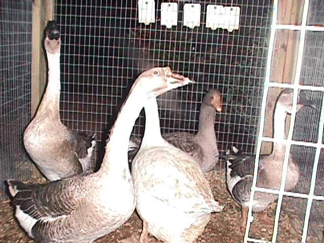 Geese