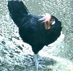 Photo of Black Leghorn Hen