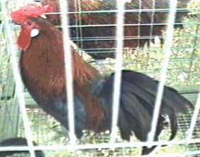Photo of Brown Leghorn Cockerel