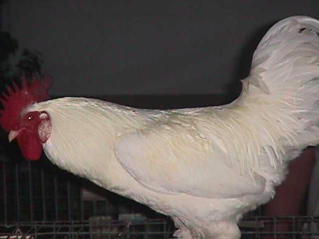 Photo of White Leghorn Cock