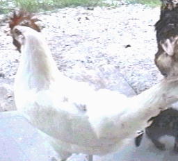 Photo of White Leghorn Hen