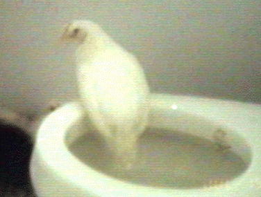 White Leghorn Pullet On Toilet