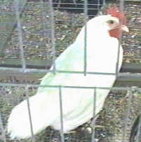 Photo of White Leghorn Pullet