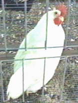 Photo of White Leghorn Pullet