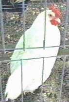 Photo of White Lehorn Pullet