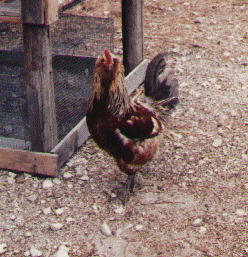 Photo of Ameraucana Game Cockerel