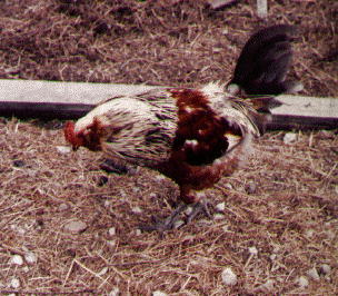 Photo of Columbian Ameraucana Cock