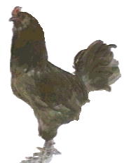 Photo of Black Ameraucana Cockerel