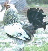 Photo of Columbian Ameraucana Cockerel