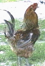 Photo of Ameraucana Game Cockerel