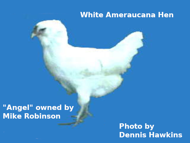 Photo of White Ameraucana Hen