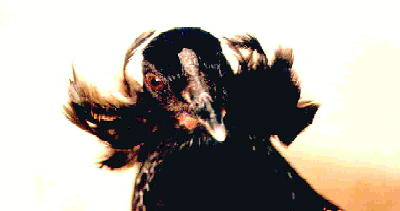 Photo of "Ms. Wings"