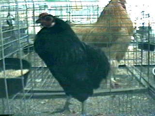 Photo of Black Araucana Cockerel