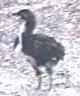 Photo of Black Araucana Chick
