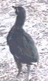 Photo of Black Araucana Chick