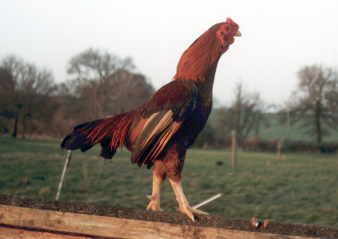 Photo of Aseel Cock