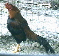 Photo of Aseel Cock