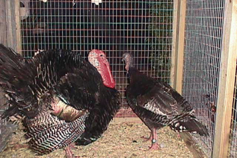 Turkeys