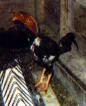 Saipan Cock