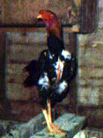 Saipan Cock