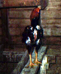 Saipan Cock