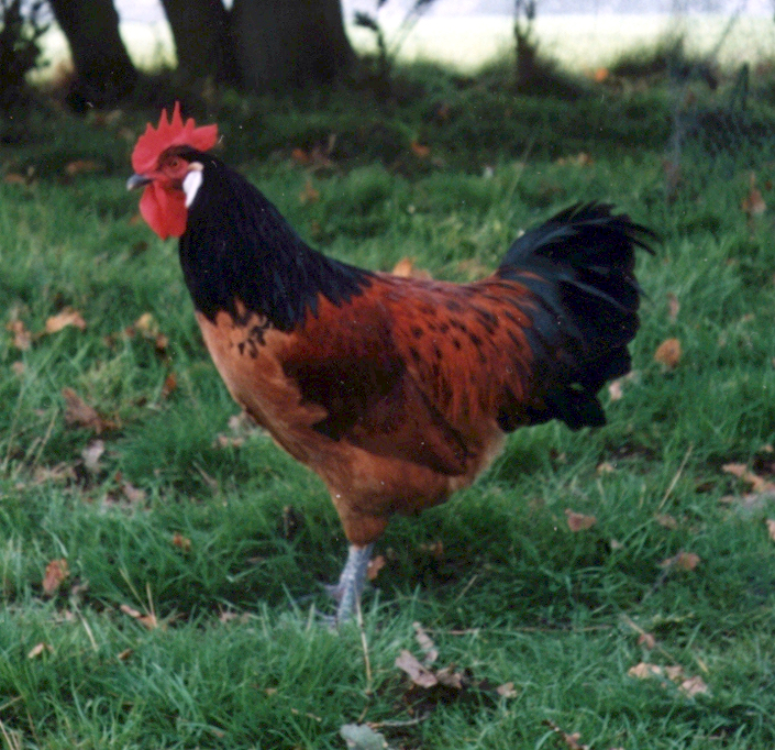 Vorwerk Cock