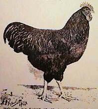 'Mohawk V' Perennial champion in the 20's AS PAINTED BY A.O. SCHILLING 